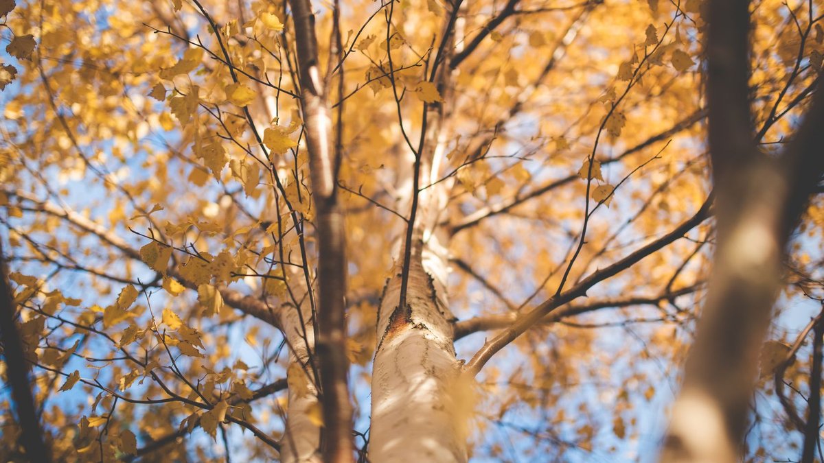 Explore the vibrant golden hues of an autumn tree from below with a low-angle view.