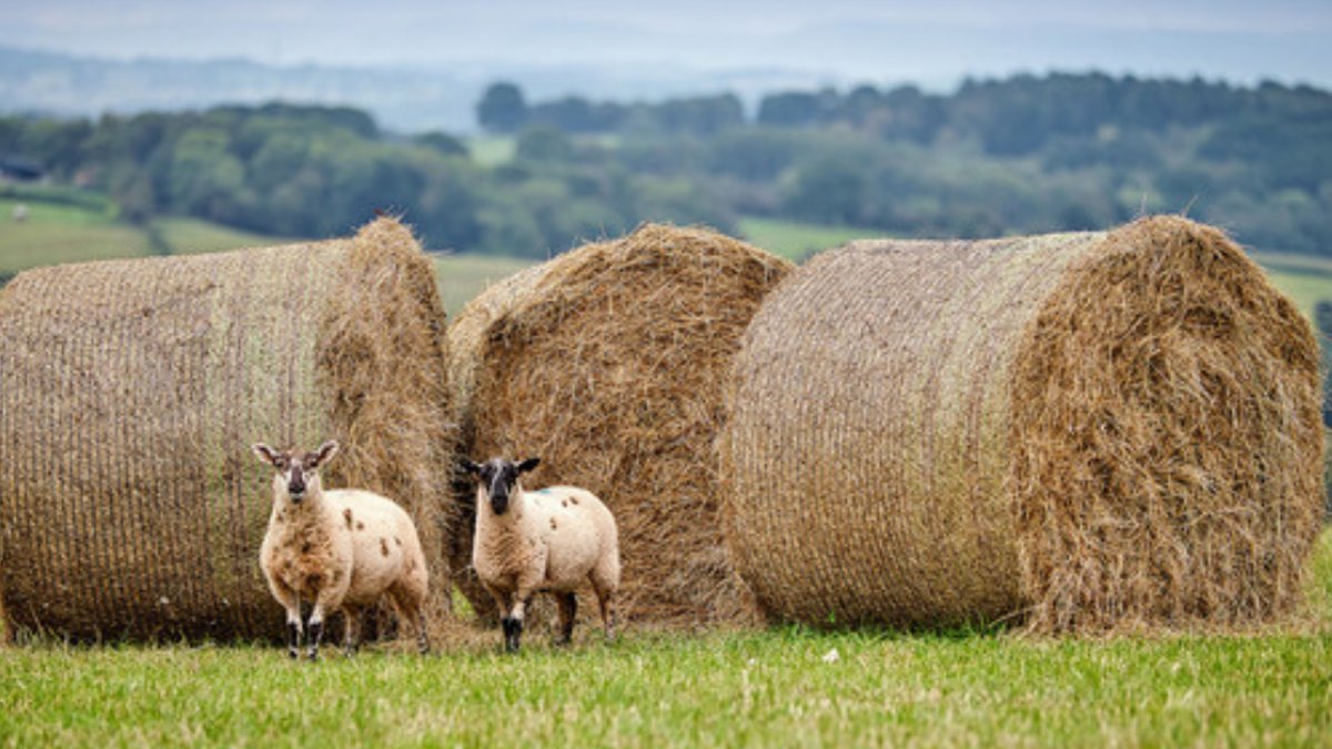£1.4m boosts local food projects across the Marches - local food projects