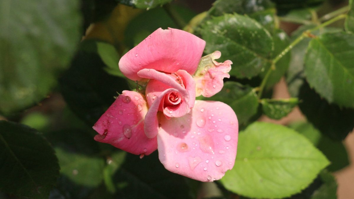 DMart’s rapid store growth fails to boost profits Close-up of a pink rose with dew drops in natural sunlight, perfect for floral themes.