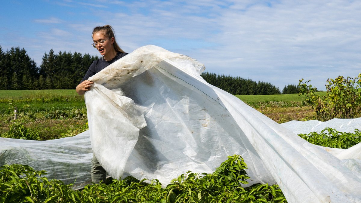 Cotton Cloth Offers Eco-Friendly Weed Control for Gardeners - cotton cloth