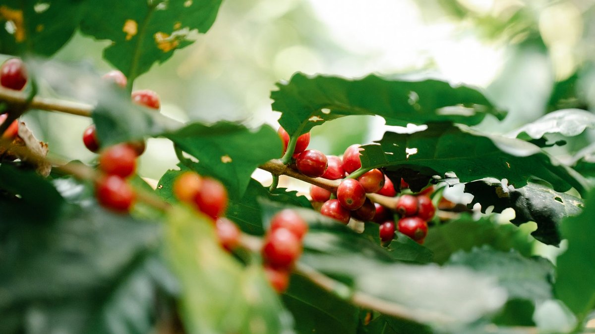 Red coffee cherries on plant stems with green foliage growing on farmland in sunshine on blurred background.