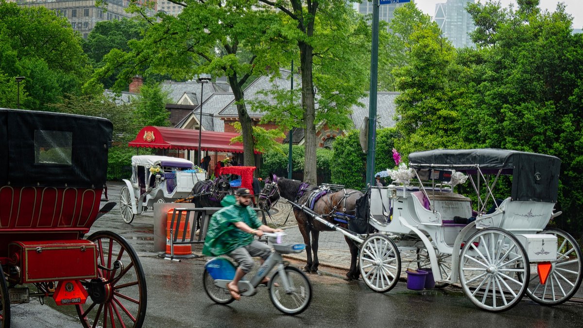 NYC to ban horse carriages in Central Park - horse carriage ban