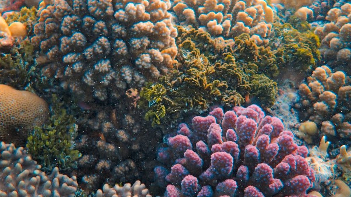 Jamaica Regulator Pauses Grand Palladium Expansion Over Coral Plan - jamaica coral expansion