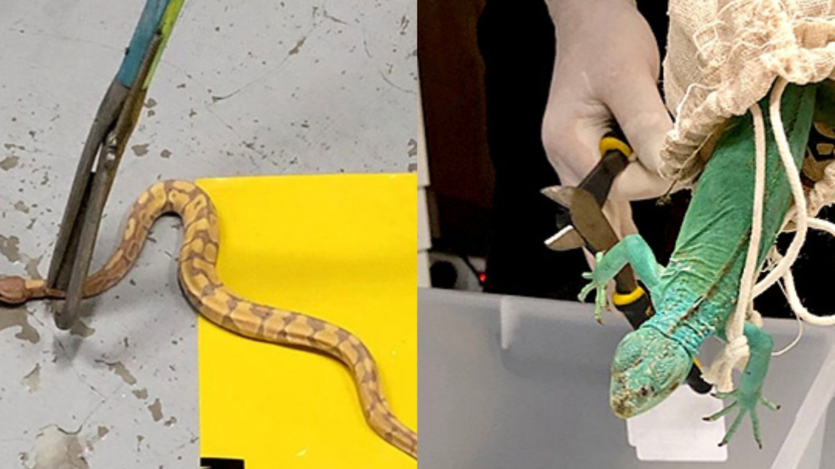 Victoria man jailed for smuggling pythons and iguanas - victoria man smuggling