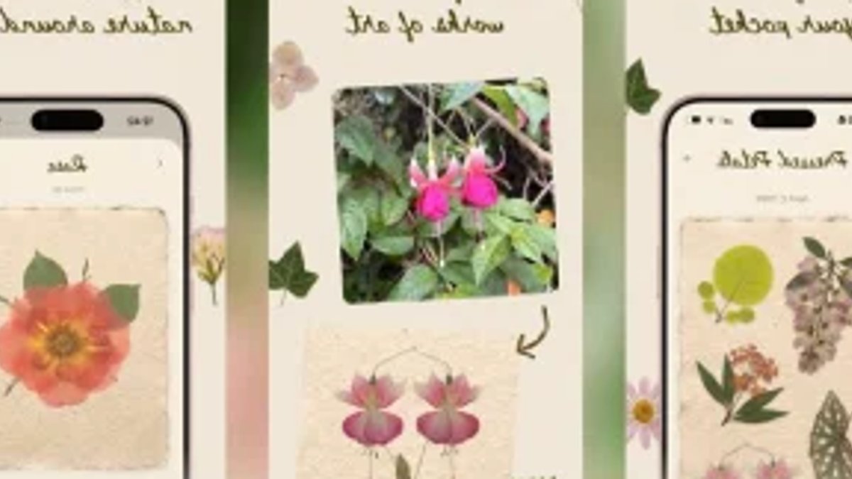 New app turns wildflower photos into digital pressed specimens New app turns wildflower photos into digital pressed specimens - wildflower photos
