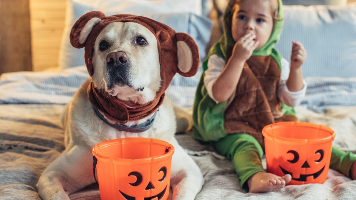 Halloween's Ancient Roots and Modern Celebrations Revealed - halloween roots