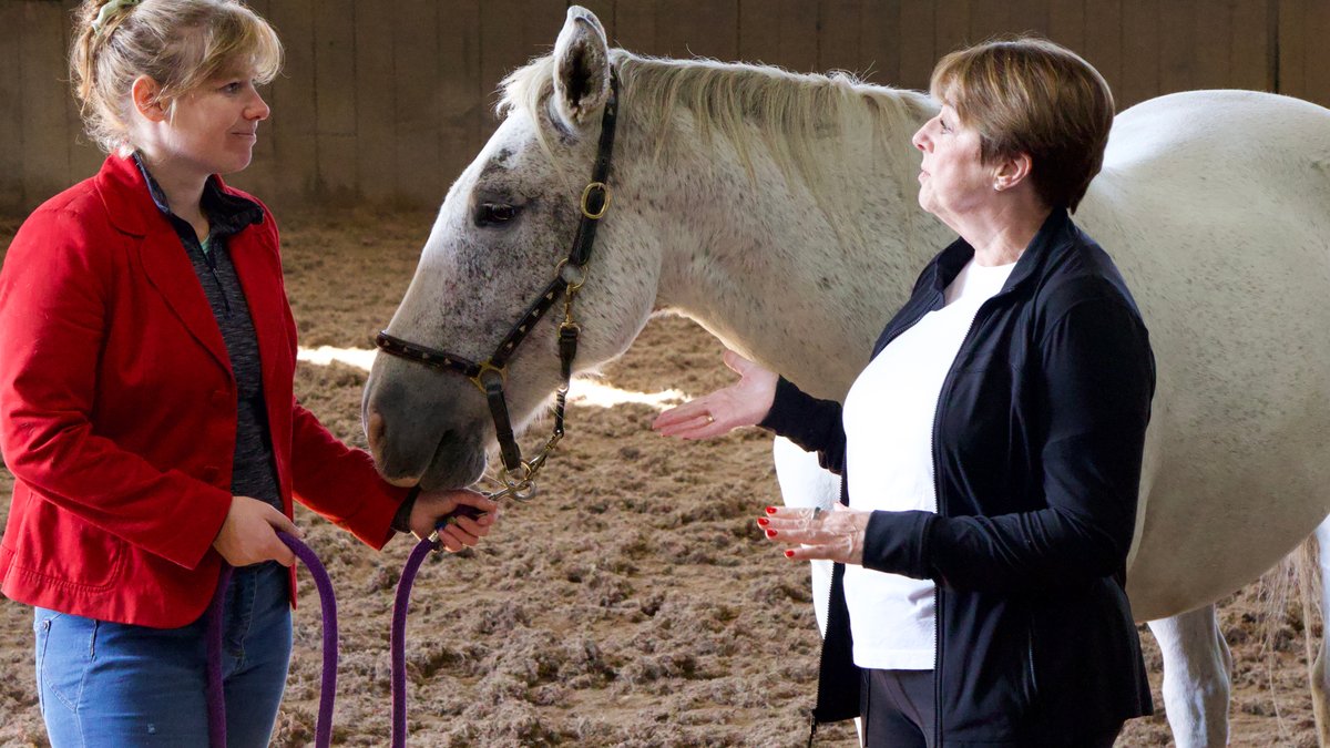 Horses Help Leaders Build Communication Skills in Cumbria Horses Help Leaders Build Communication Skills in Cumbria - equine leadership