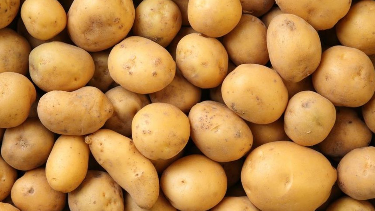 Potato Protein Gluten-Free Alternative for Meat Faces Taste Hurdles - potato protein meat