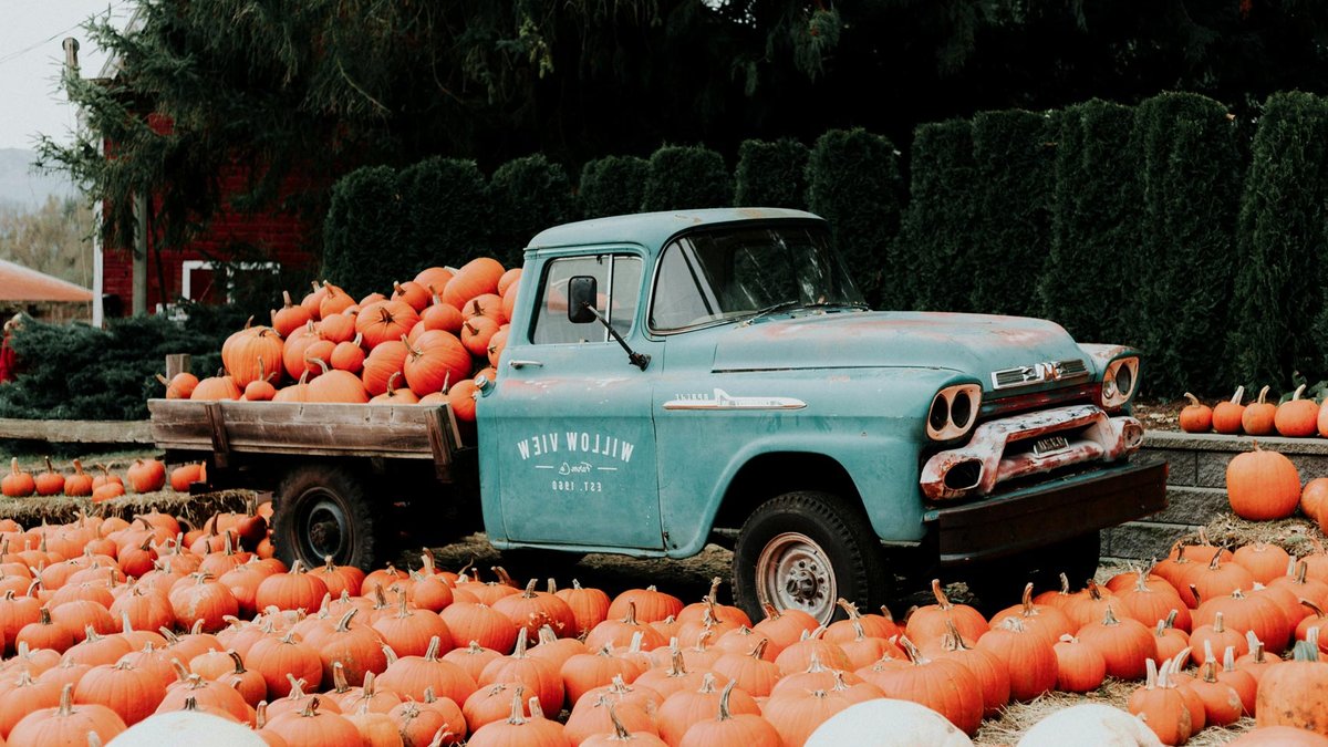 Drivers warned to secure pumpkins safely Unsplash – Priscilla Du Preez.