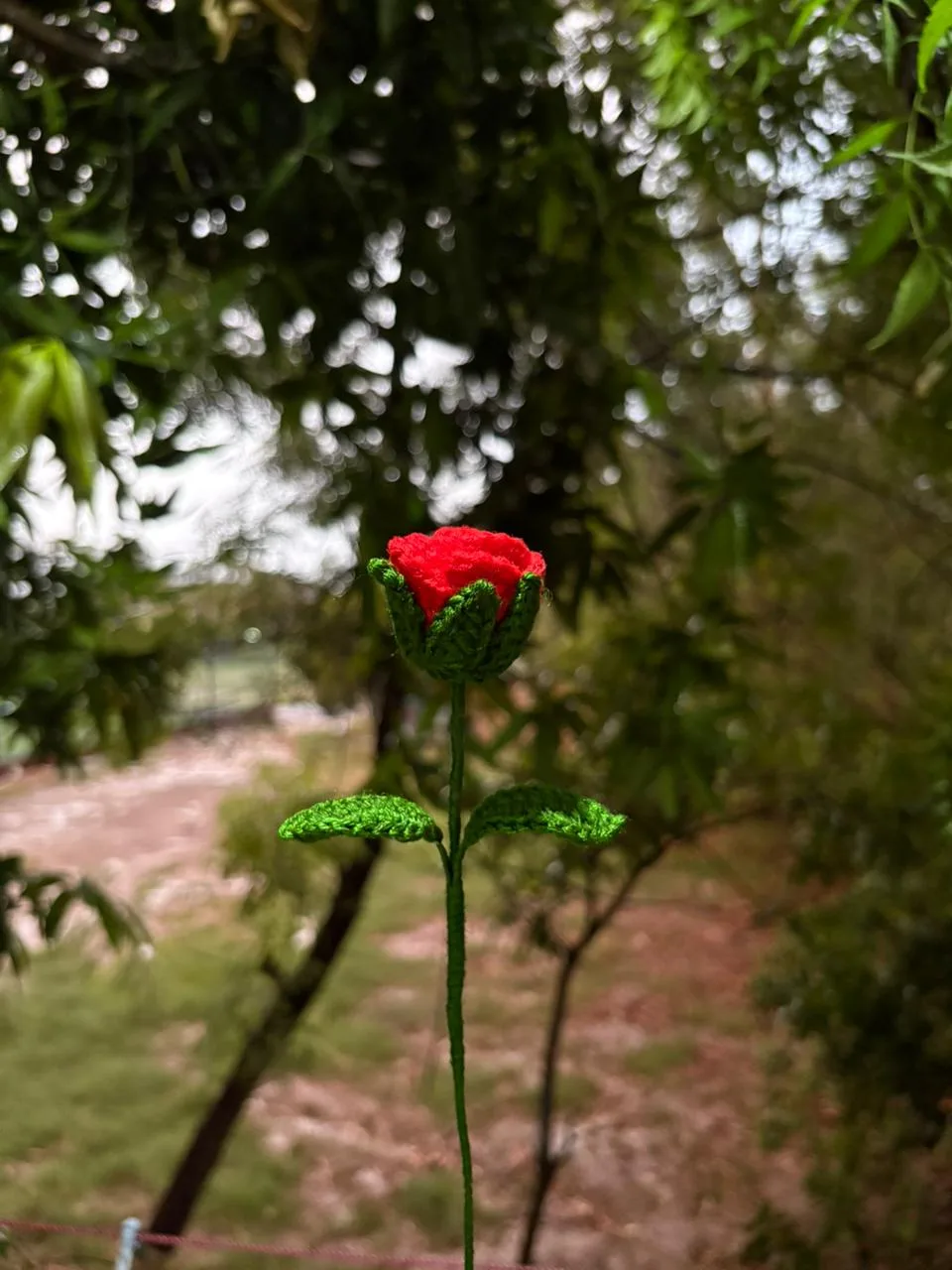 Rosé Bud