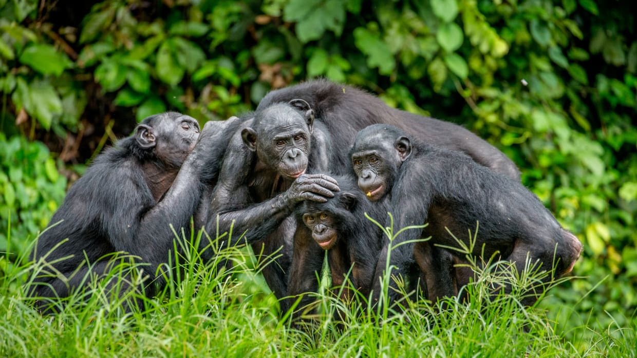 Bonobo&rsquo;s hebben meer aandacht voor vreemden dan voor vrienden