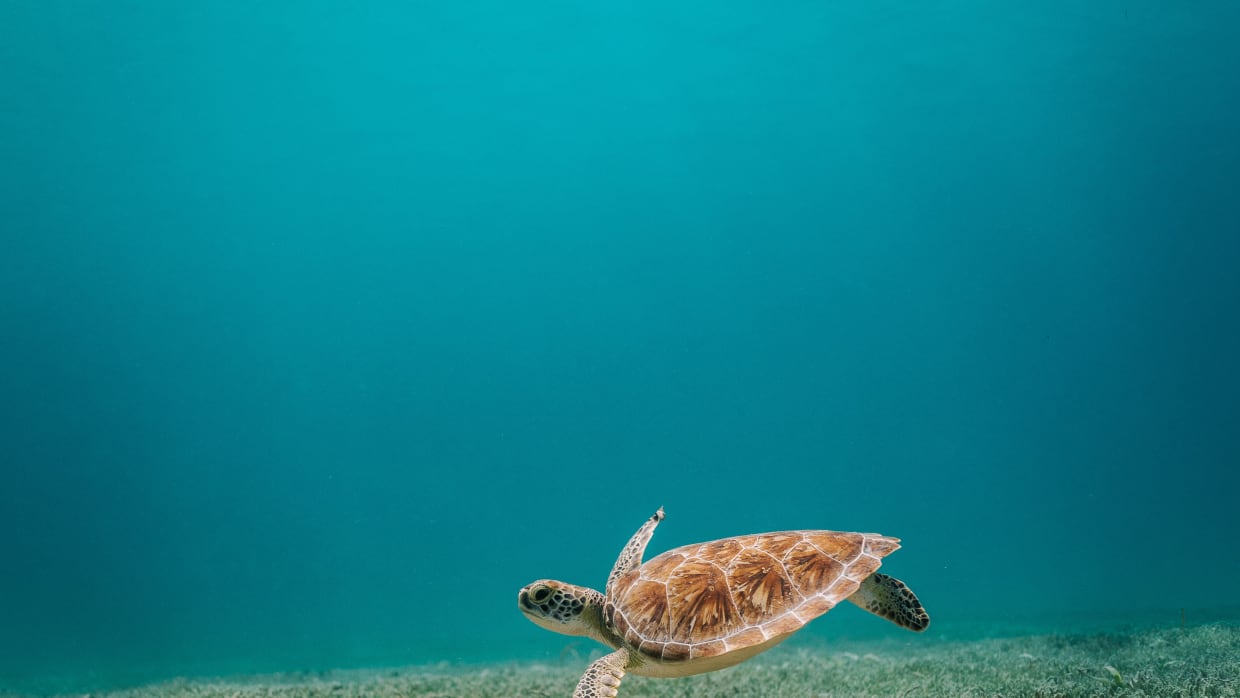 De zeeschildpad is terug, maar de oceaanbodem is kaalgevreten