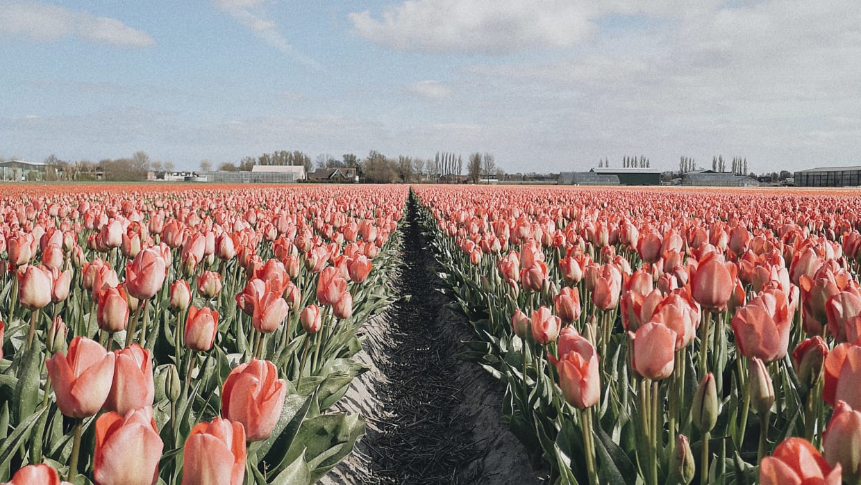 Hoeveel pesticiden krijg je binnen rond een bollenveld? UvA&rsquo;ers meten het in rioolwater