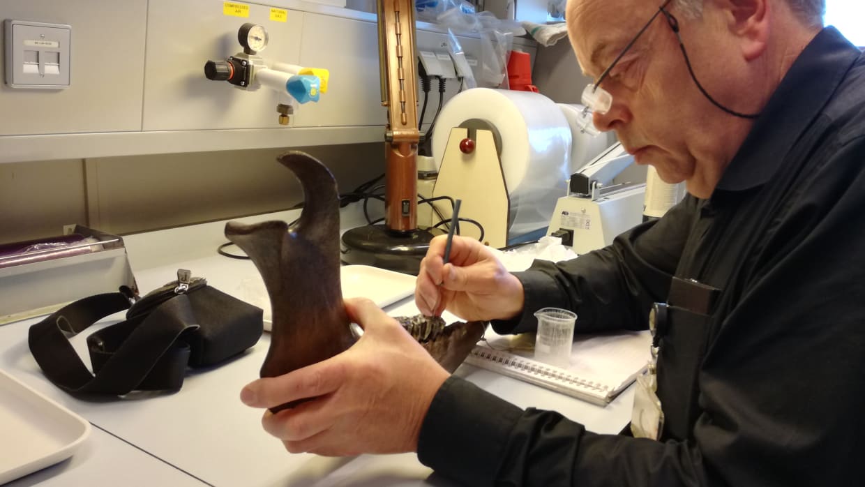 Bas van Geel ziet aan plantenresten in kiezen waarom dieren uitstierven