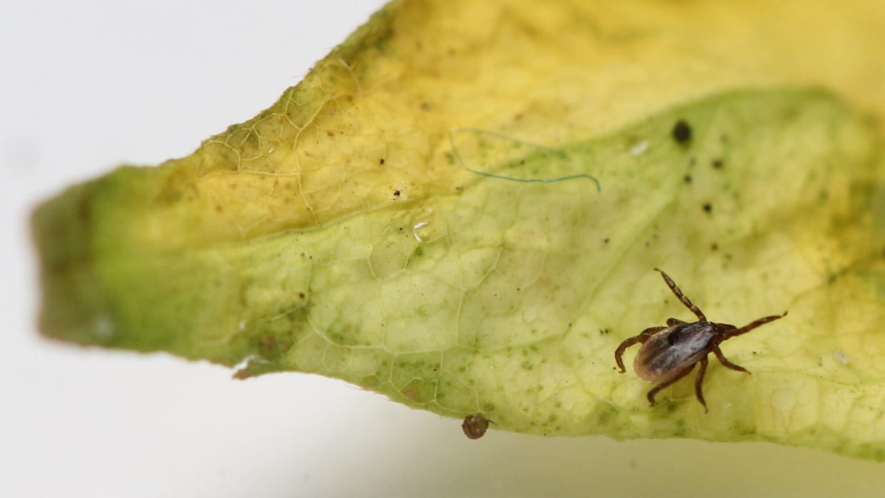 UvA'ers werken aan anti-tekenvaccin om overdracht Lyme-bacterie te voorkomen