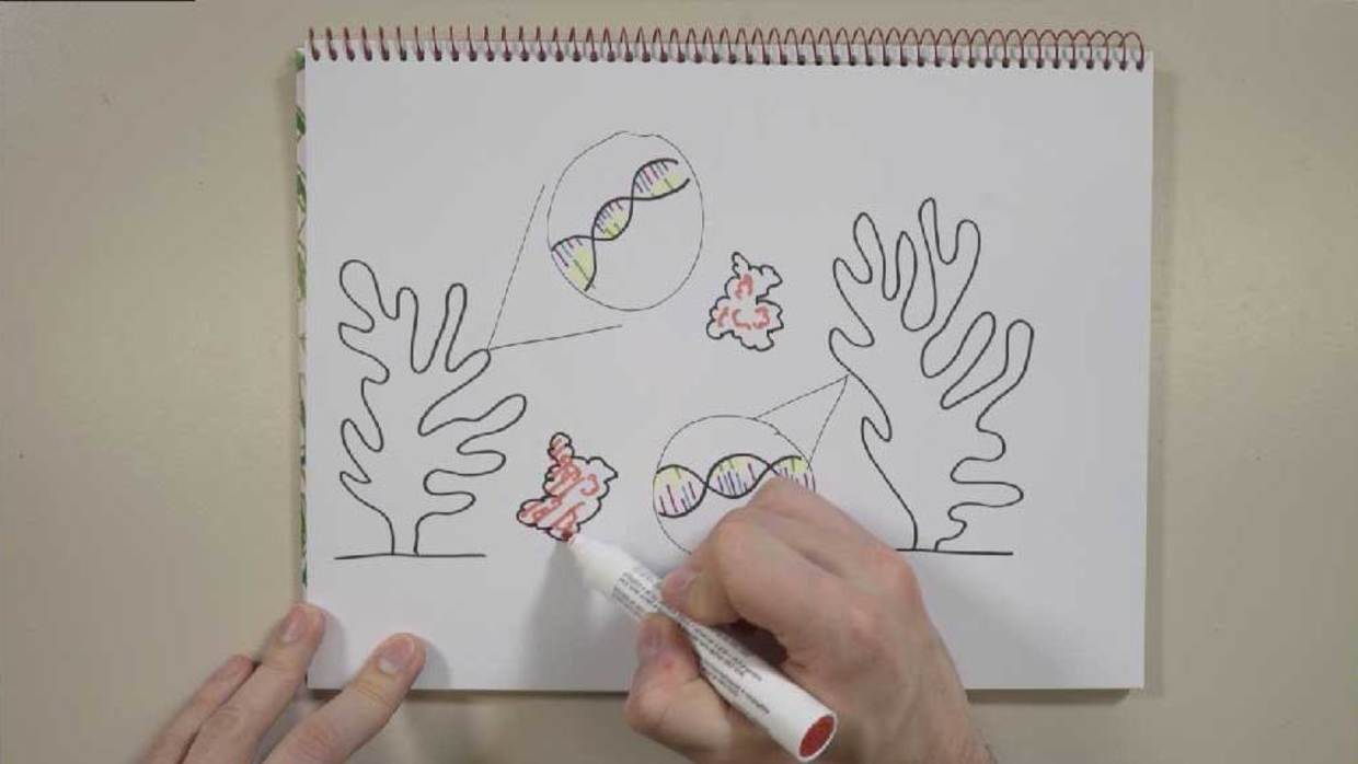 Animatie | Zo ontdekte een UvA-hoogleraar het helderste rode eiwit