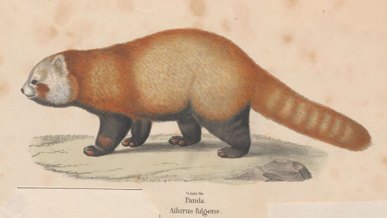 UvA doneert duizenden dierenplaatjes aan Wikipedia