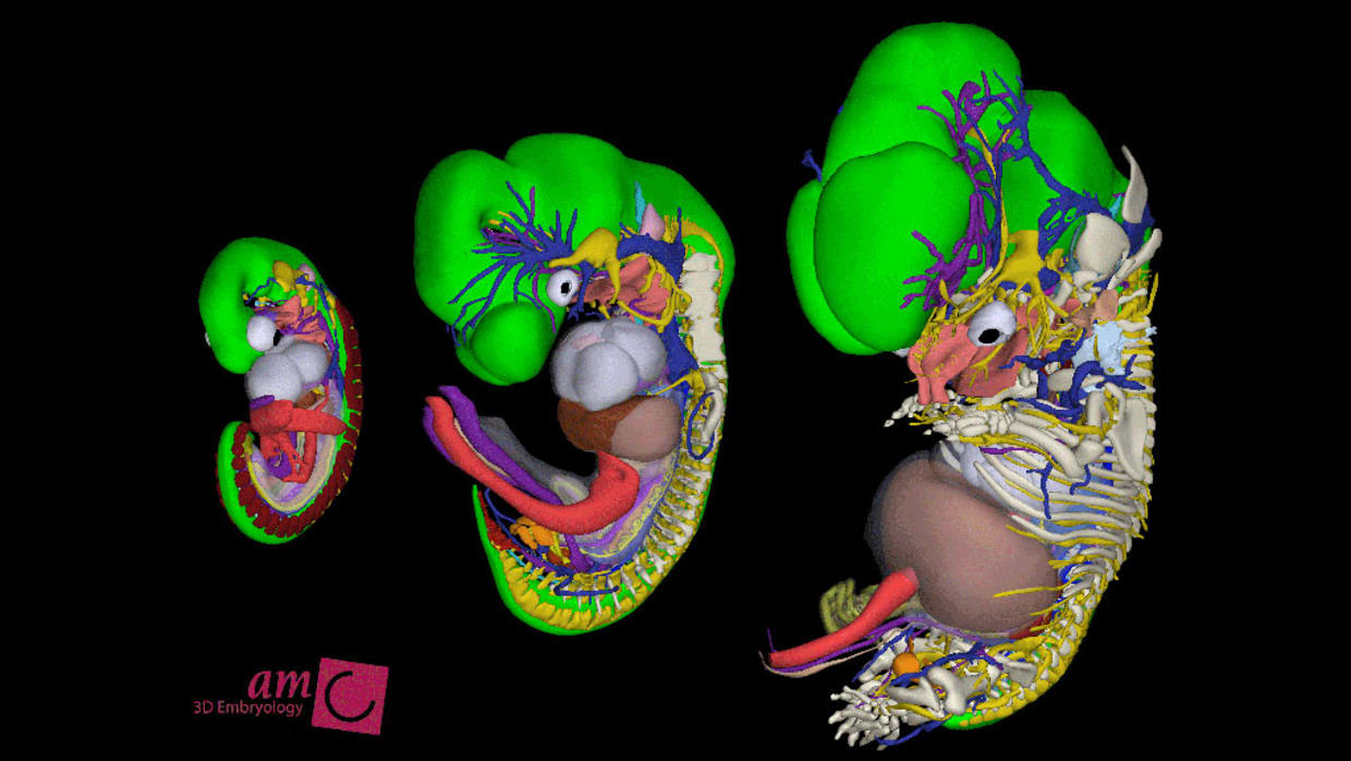 AMC brengt ontwikkeling van embryo&rsquo;s in kaart