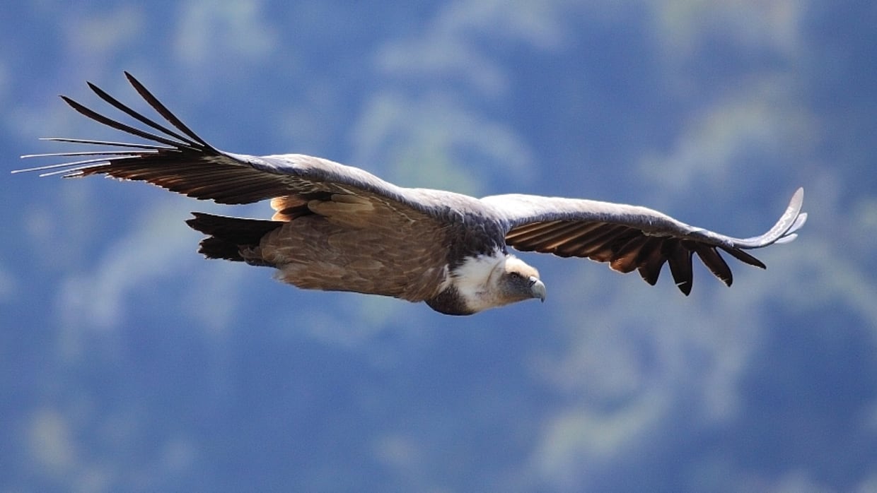 Vale gieren meten het weer