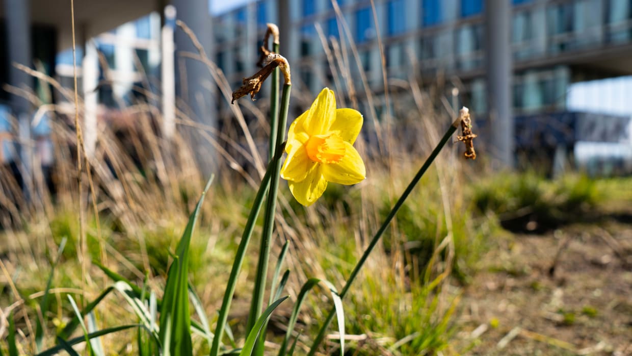 Eén narcis op Science Park
