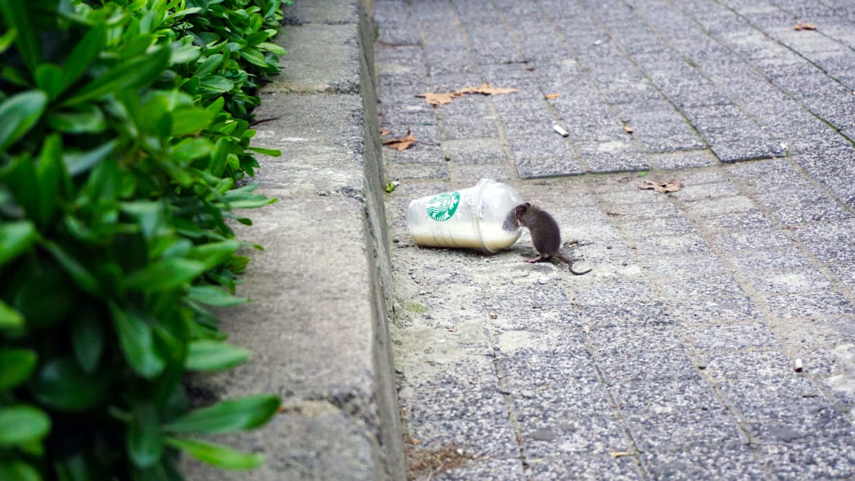 Ratten in Amsterdam ‘zijn symptoomdieren van ongelijkheid’