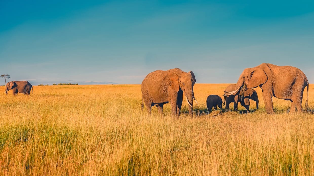 Olifanten in een park in Afrika