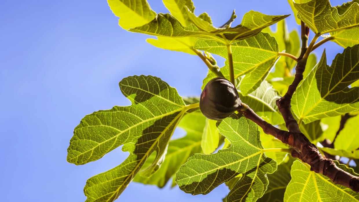 Fig leaves and figs.