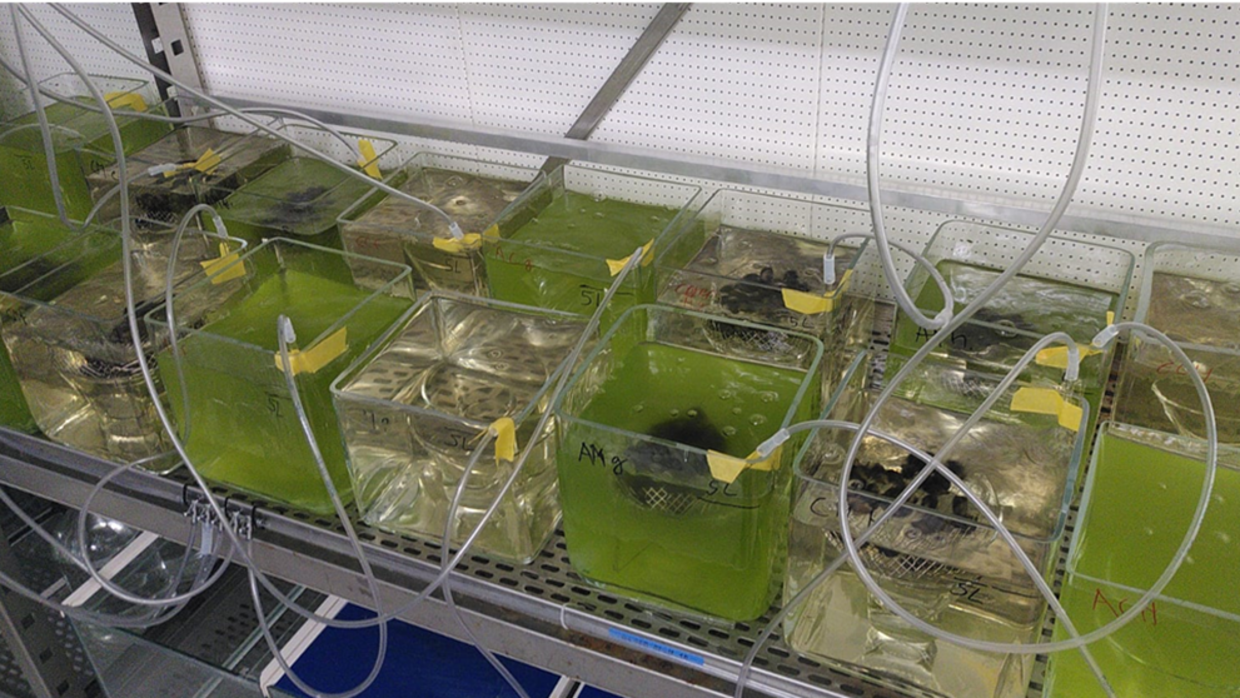 Een labopstelling waarbij mosselen algen met psychofarmaca in hun cellen als voeding krijgen.