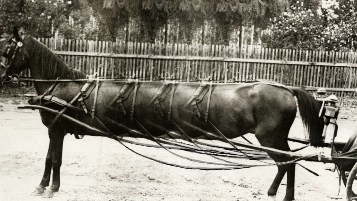Het Leven uit 1928: foto van een zogenaamd superpaard dat in Rotterdam te bewonderen zou zijn.