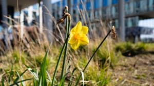 Eén narcis op Science Park