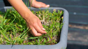 Wat zegt het droge voorjaar over de zomer? &lsquo;Dit werkt nog lang door in de natuur&rsquo;
