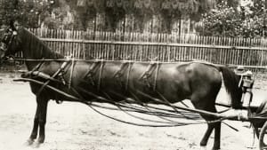 Het Leven uit 1928: foto van een zogenaamd superpaard dat in Rotterdam te bewonderen zou zijn.