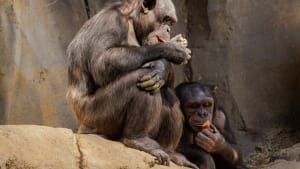 Magazine | Democracy in the animal kingdom: &ldquo;An egotistical dictatorial leader contributes little for the group&rdquo;