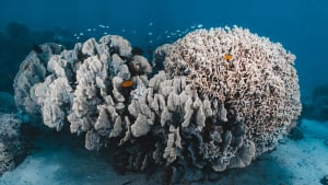 Verbleekte koraalriffen voor de Australische Ningaloo-kust in 2025.