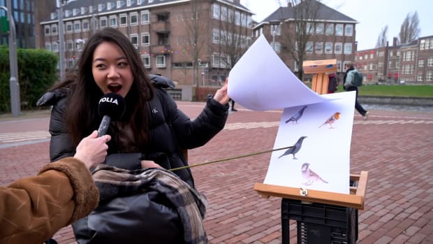 Video | Can students distinguish birds?  &ldquo;A seagull stole my sandwich once&rdquo;