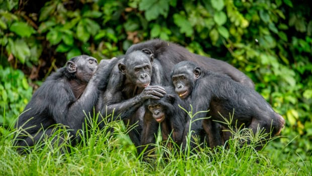 Bonobo&rsquo;s hebben meer aandacht voor vreemden dan voor vrienden
