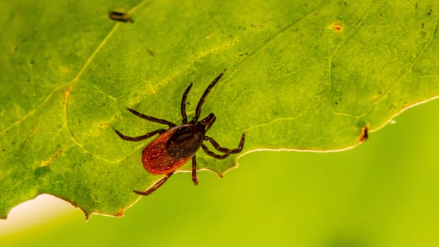 UvA-hoogleraar onderzoekt vaccin tegen lymeziekte