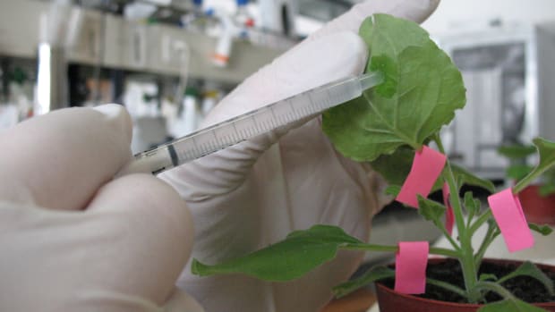 ’Planten gebruiken een levensgevaarlijke techniek om infecties te bestrijden’