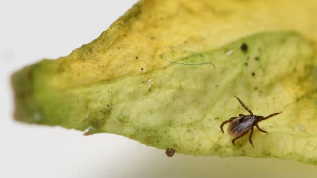 UvA'ers werken aan anti-tekenvaccin om overdracht Lyme-bacterie te voorkomen