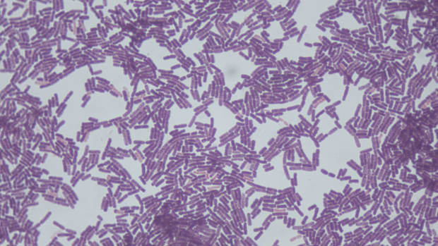 UvA-onderzoekers ontdekken nieuwe ‘zombie-stand’ van bacteriën