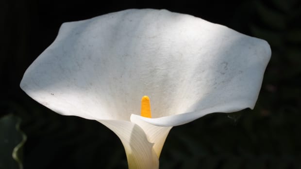 Van Aalten | Jahmall