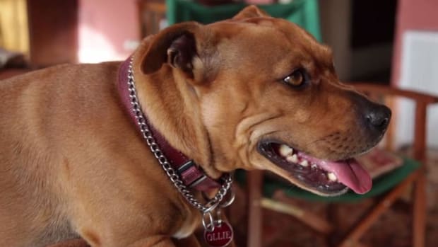 Deze hond zit in de redactie van zeven medische tijdschriften
