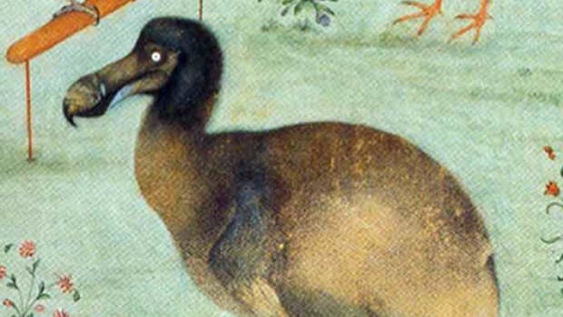 Dodo overleefde lange zeereis naar Japan
