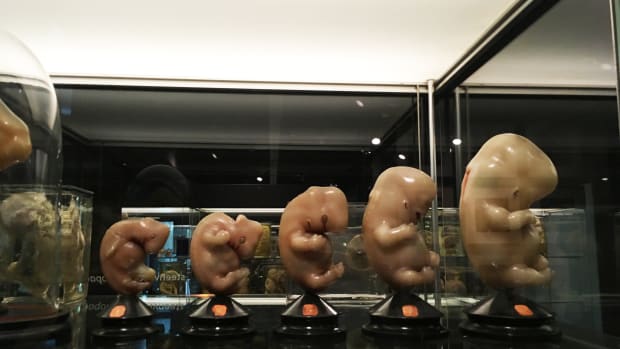 UvA buildings | Museum Vrolik: From tiger cubs to slices of brain