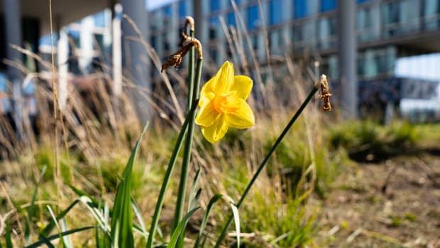 Eén narcis op Science Park