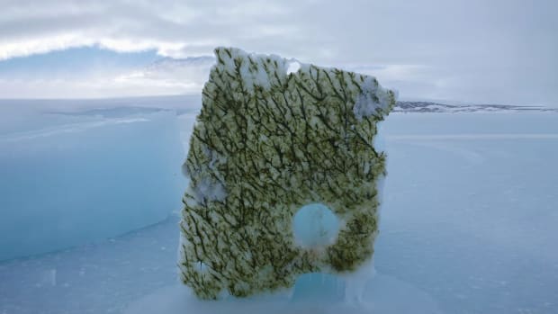 De onderkant van een uitgezaagd blok van twee meter dik ijs, bedekt met ijsalgen in Antarctica