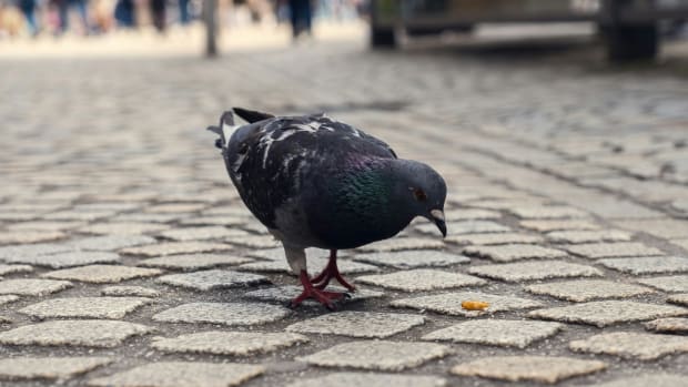 Hoe overleven we in Amsterdam als de pleuris uitbreekt? &lsquo;De duiven op de Dam zijn snel op&rsquo;