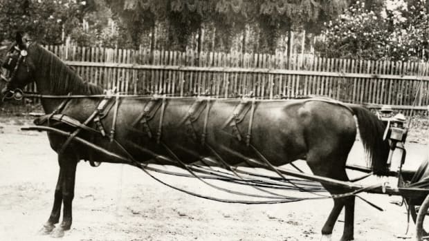Het Leven uit 1928: foto van een zogenaamd superpaard dat in Rotterdam te bewonderen zou zijn.