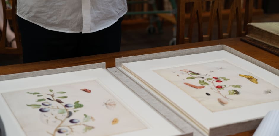 Tekeningen van Maria Sibylla Merian