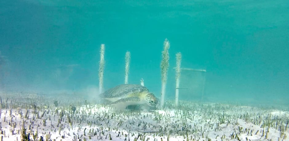 Sterk begraasd zeegrasveld op de Bahamas.